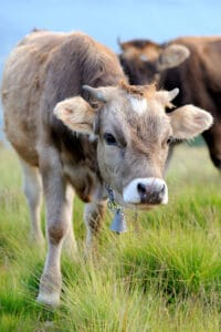 Fallen stock Glastonbury farm animal collection and disposal
