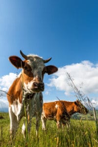 Fallen stock Bath cattle disposal service for rural properties