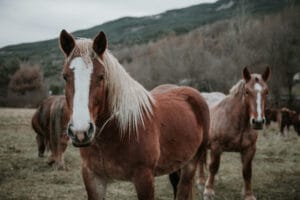 Equine cremation Bath caring horse cremation and disposal