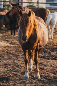 Equine cremation Bristol professional horse collection service